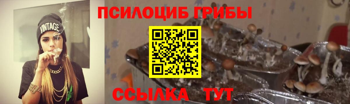 Новотроицк  Псилоцибиновые грибы Psilocybine cubensis  Вход с VPN 